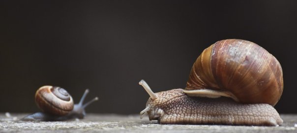 momma and baby snail
